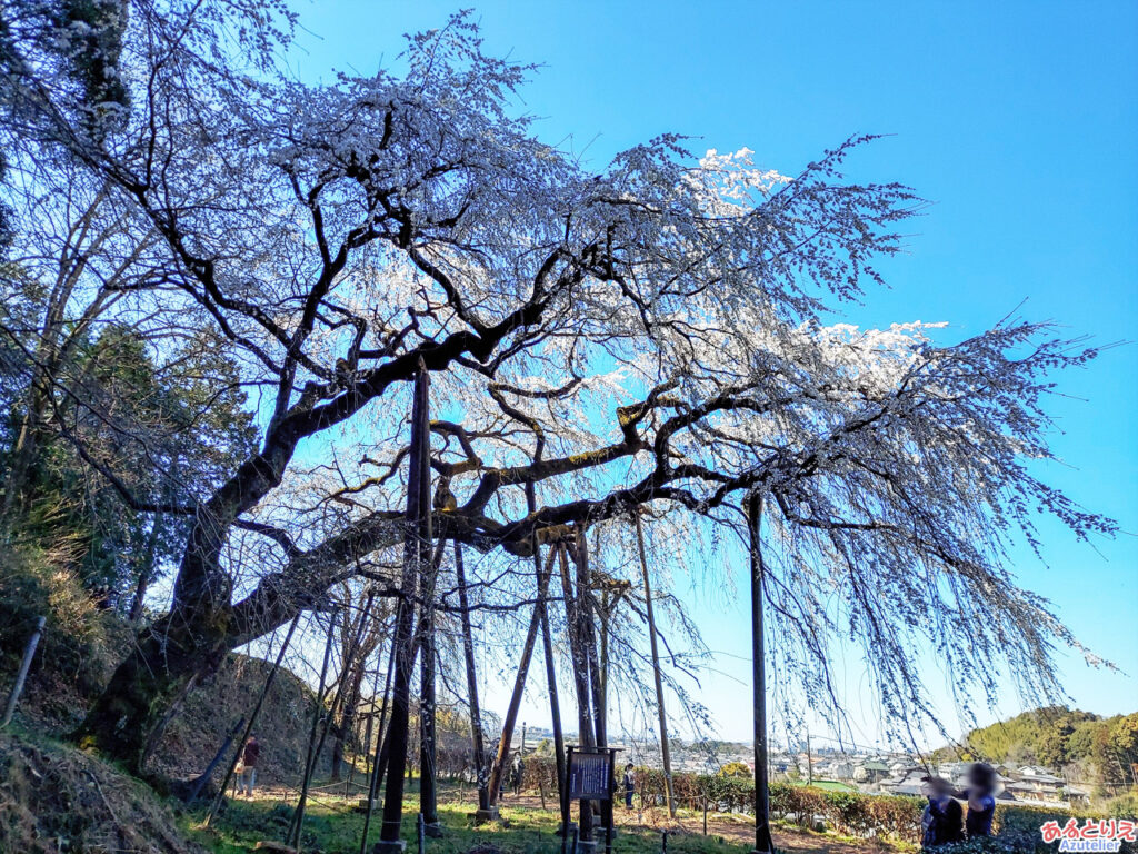 奥山田のしだれ桜(2023年3月19日)