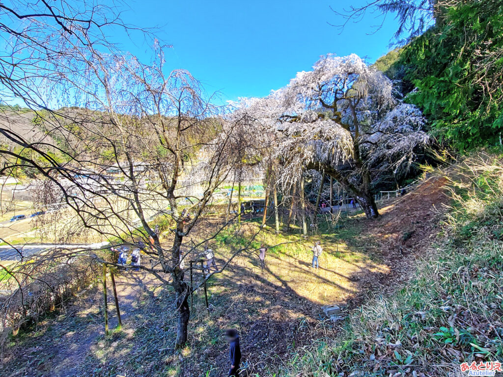 奥山田のしだれ桜(2023年3月19日)：崖の上から老木と若木