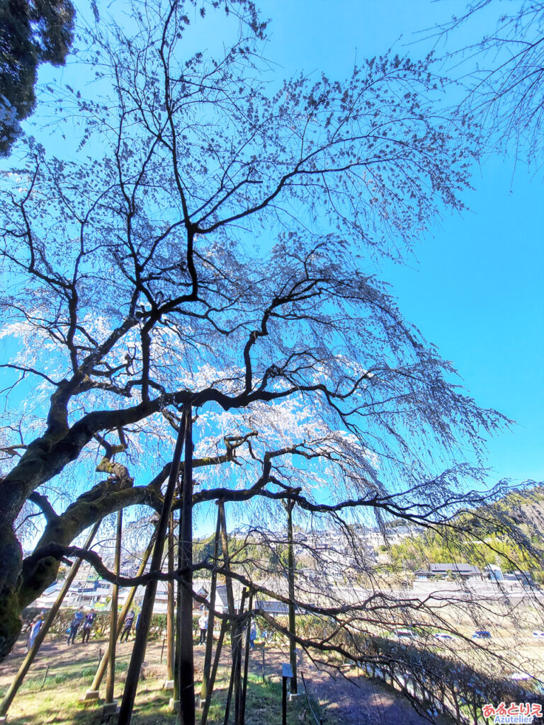 奥山田のしだれ桜(2023年3月19日)：枝張りの要津