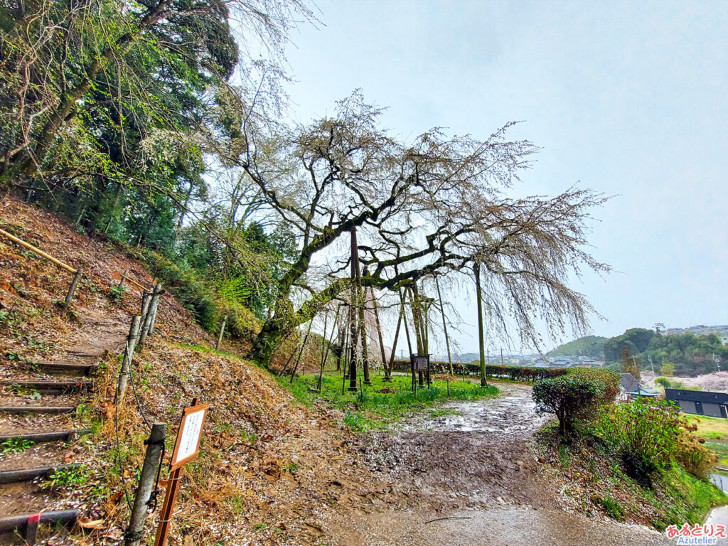 奥山田のしだれ桜(2023年3月25日)