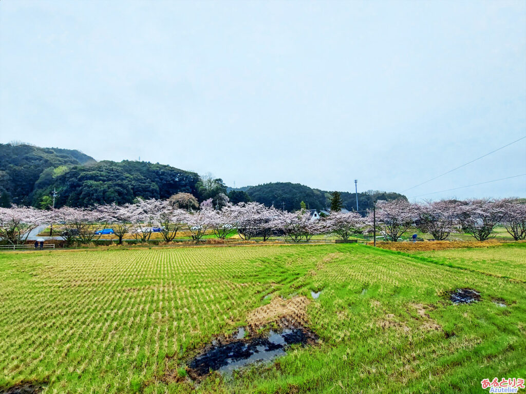 奥山田のしだれ桜(2025年3月25日)：しだれ桜とソメイヨシノのコラボ
