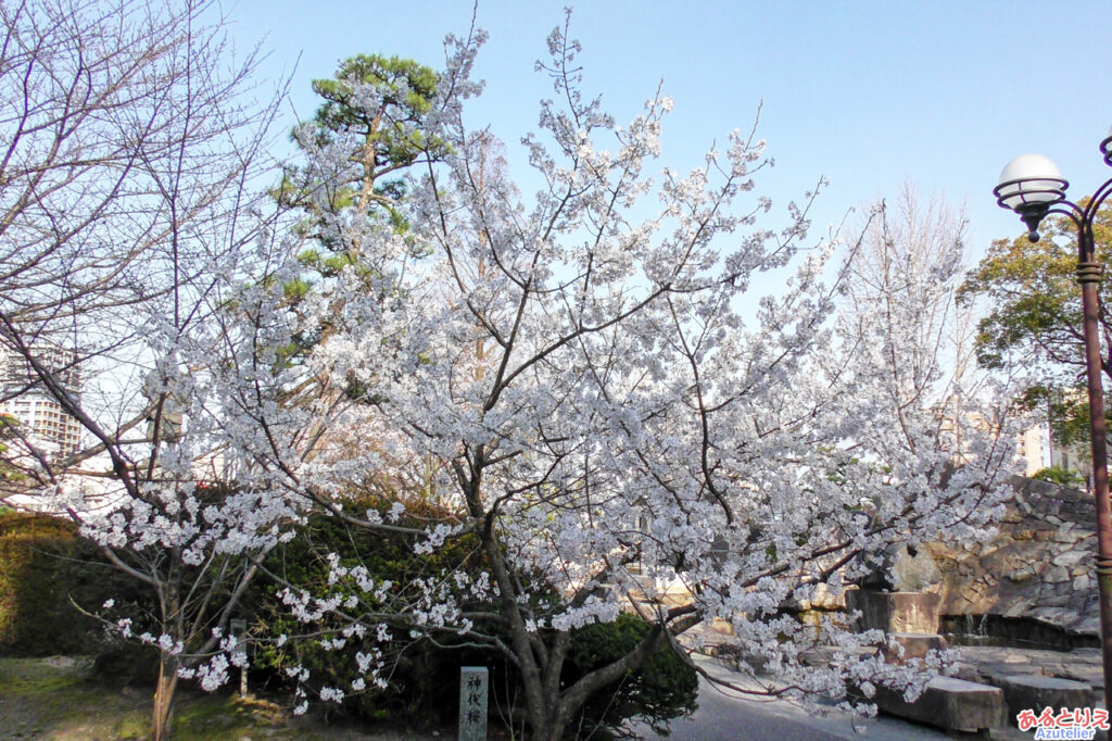 岡崎公園の桜(神代桜)