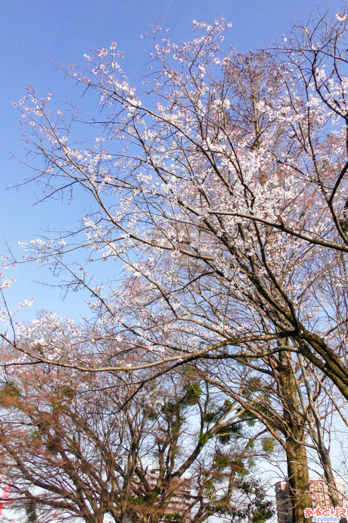 岡崎公園の桜(淡墨桜)
