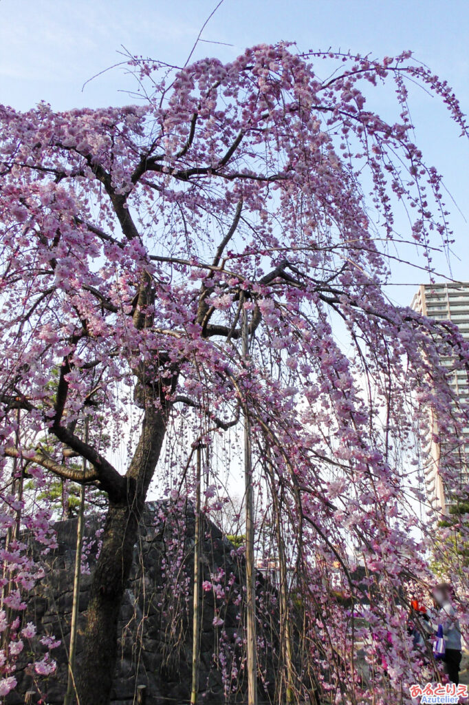 岡崎公園の桜(三春の滝桜)