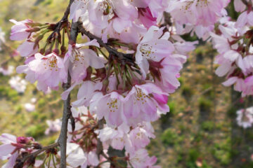 岡崎公園の桜(三春の滝桜)
