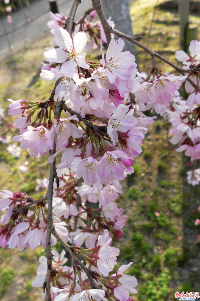 岡崎公園の桜(三春の滝桜)