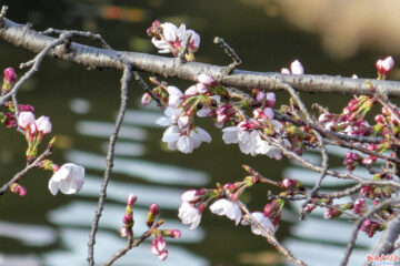 一番咲きの桜