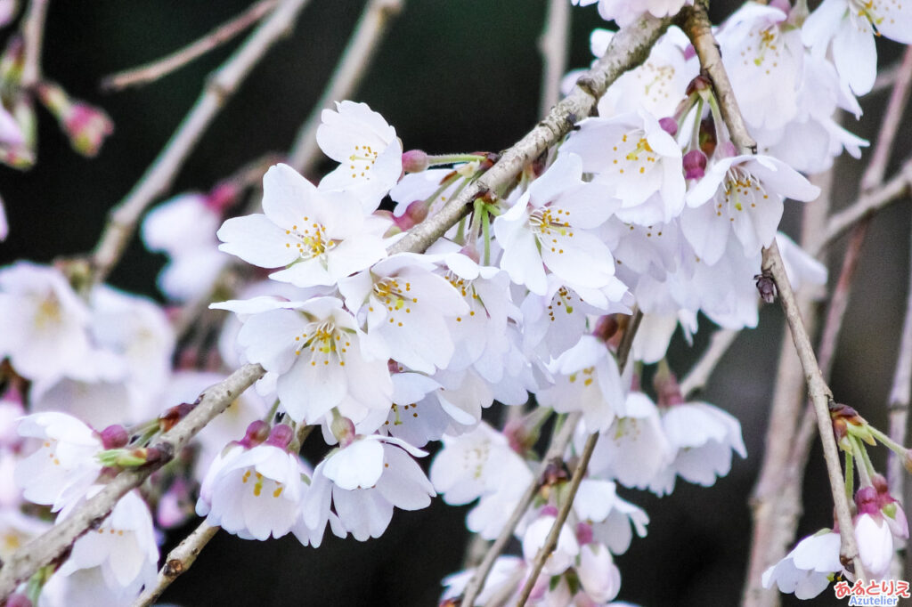 奥山田のしだれ桜(2023年3月19日)：花アップ