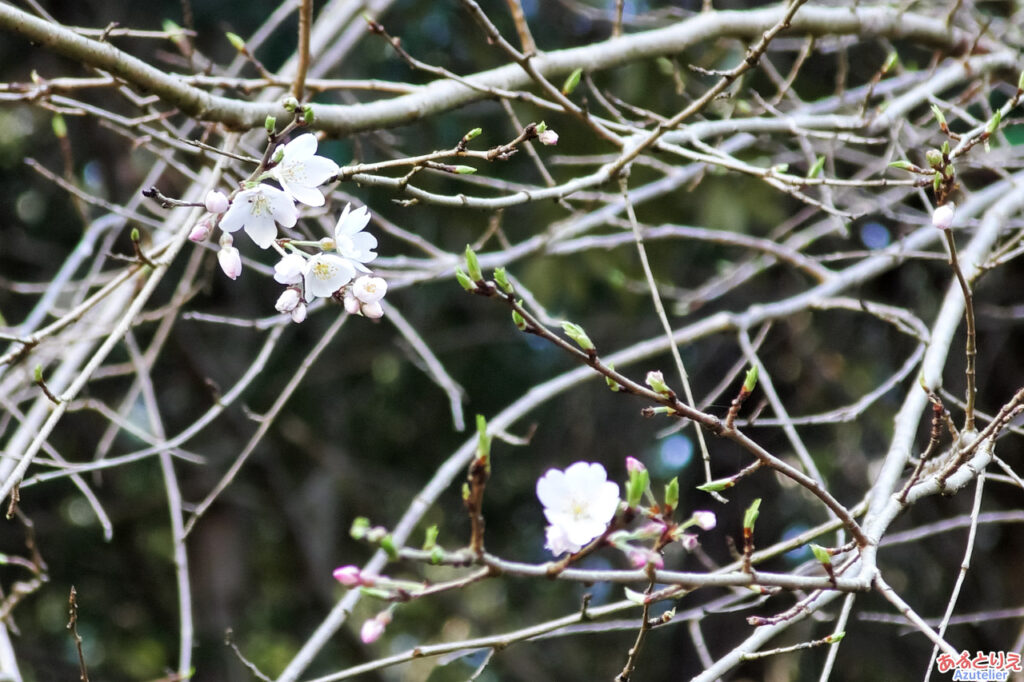 奥山田のしだれ桜(2023年3月19日)：しだれ桜2世