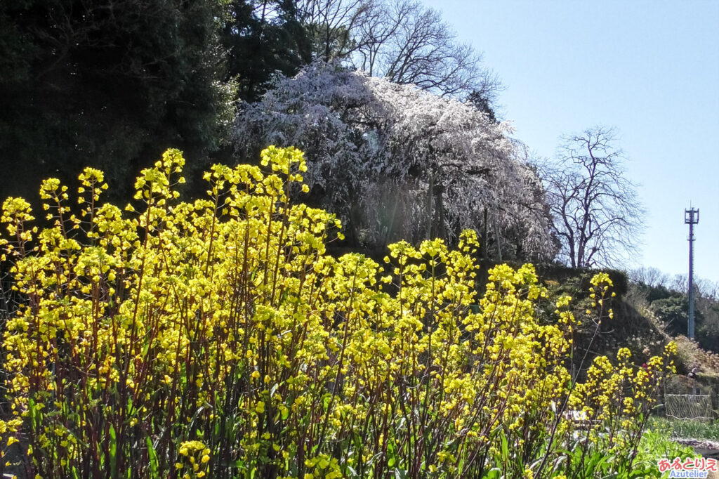 菜の花としだれ桜