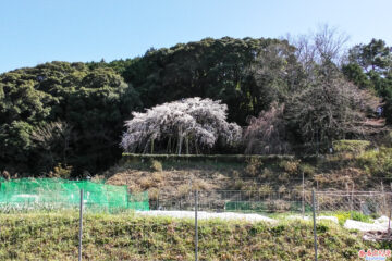 奥山田のしだれ桜(2023年3月19日の様子)