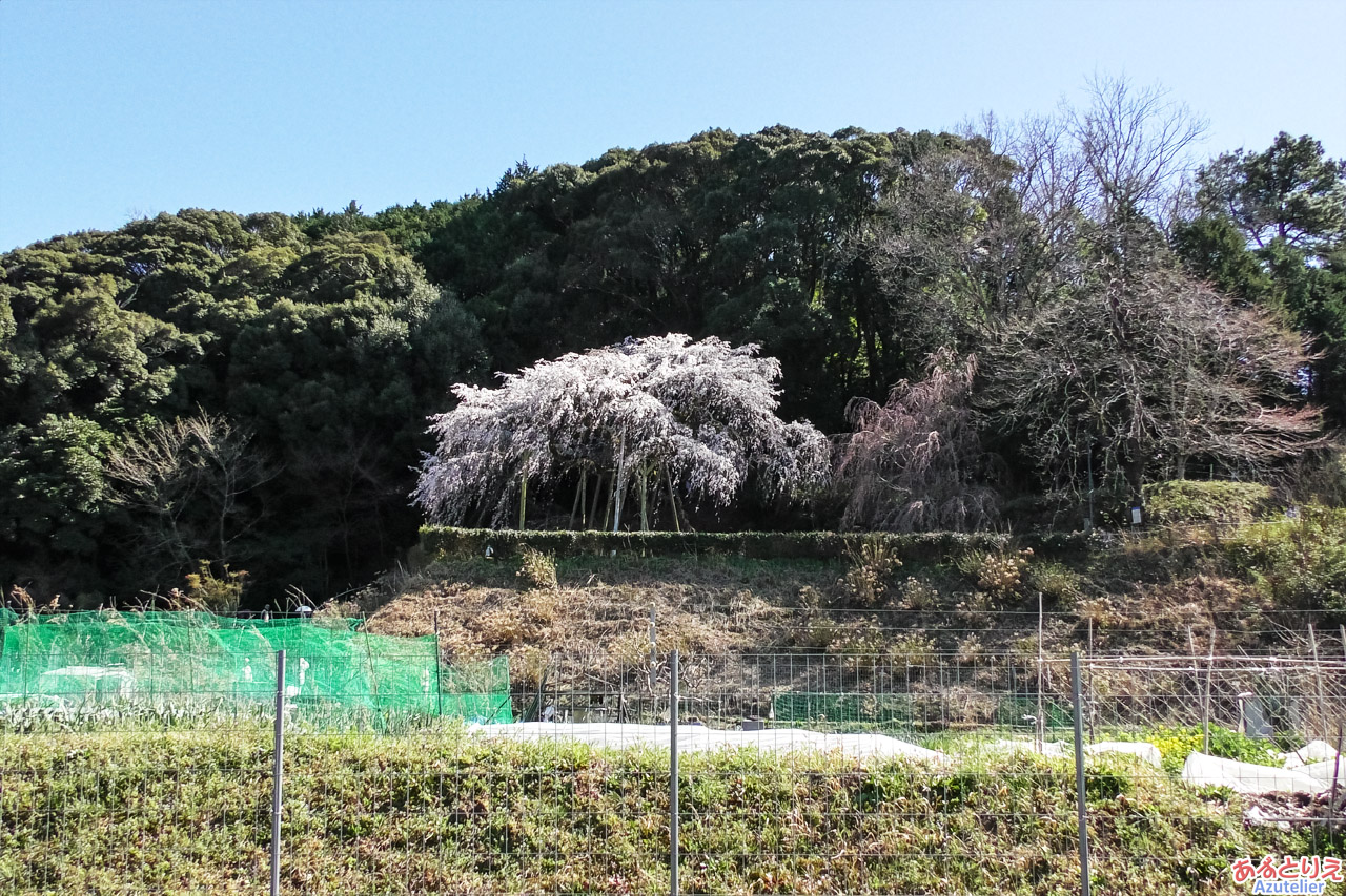 奥山田のしだれ桜(2023年3月19日の様子)