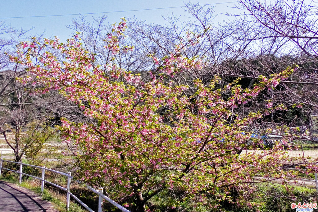 近くに咲いていた桜