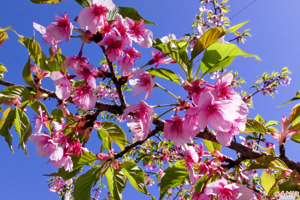 近くに咲いていた桜(花アップ)