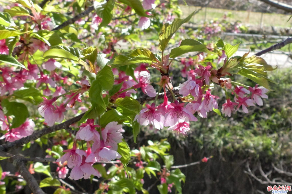 近くに咲いていた桜(花アップ)