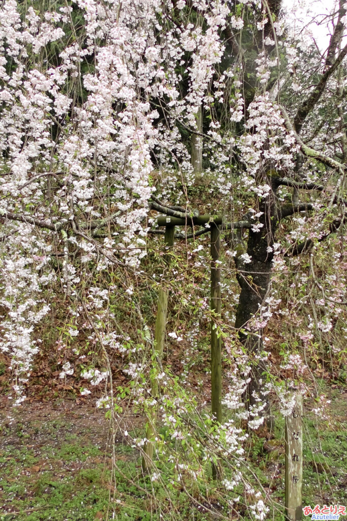 奥山田のしだれ桜(2023年3月25日)：若木がこれからです