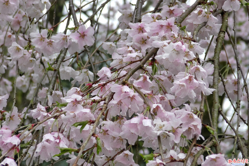 奥山田のしだれ桜(2023年3月25日)：若木がこれからです