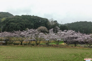 奥山田のしだれ桜(2025年3月25日)：しだれ桜とソメイヨシノのコラボ