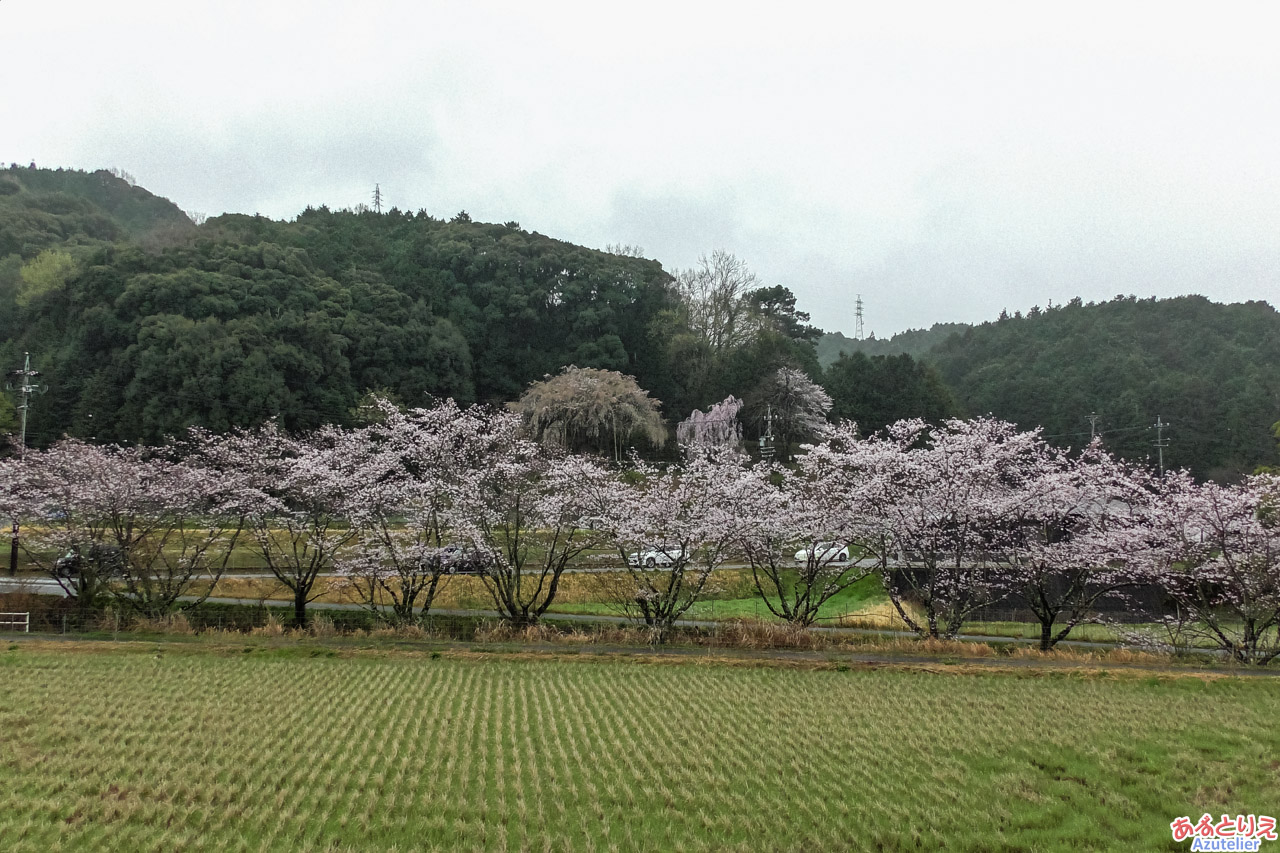 奥山田のしだれ桜(2023年3月25日)：しだれ桜とソメイヨシノのコラボ