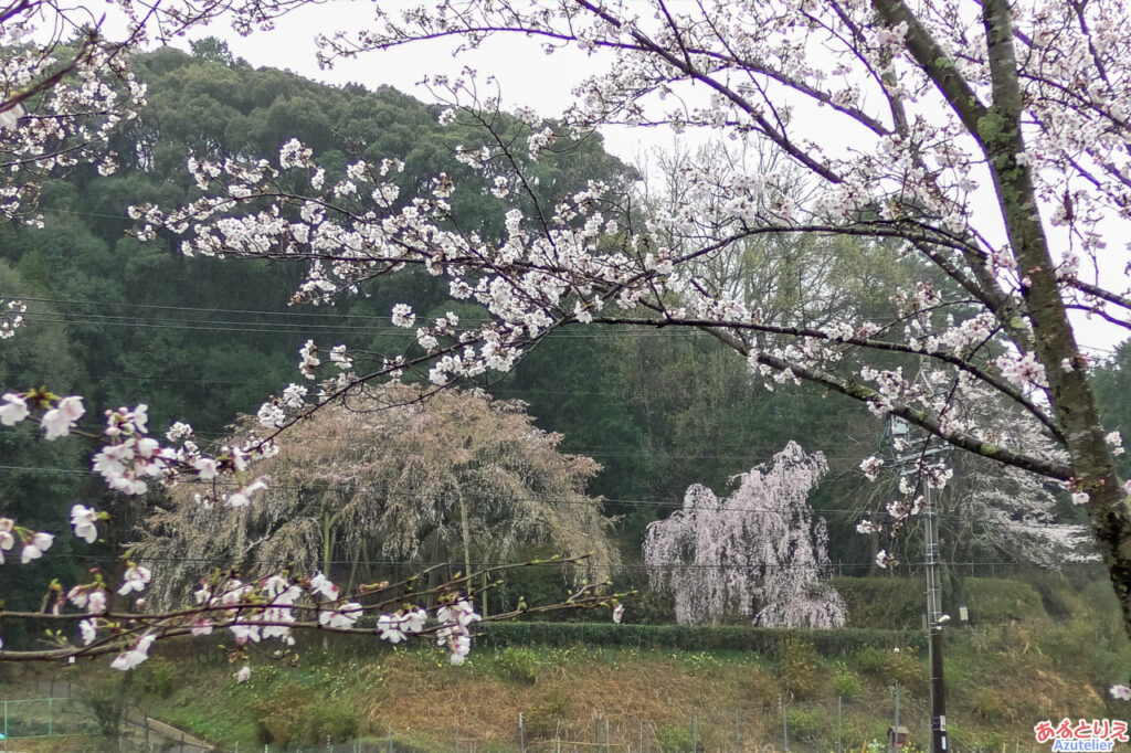 奥山田のしだれ桜(2025年3月25日)：しだれ桜とソメイヨシノのコラボ