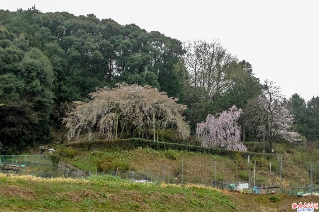 奥山田のしだれ桜(2023年3月25日)