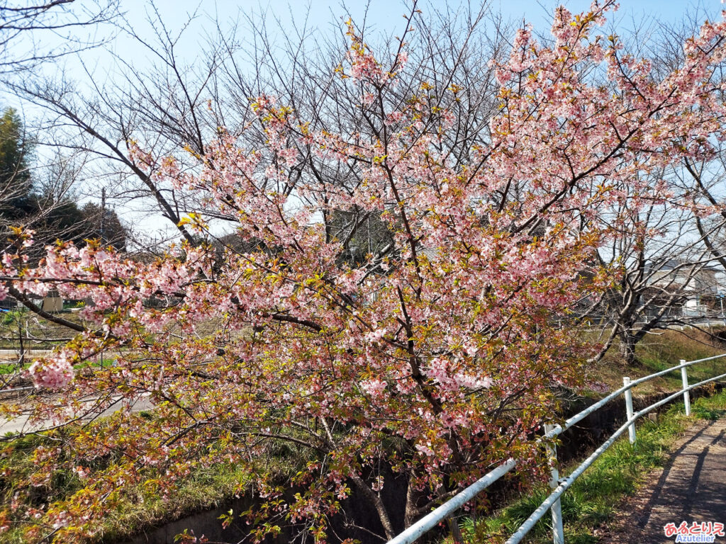 奥山田町にある河津桜(2024年3月16日)