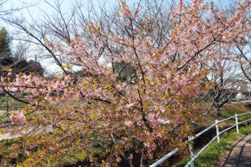 奥山田町にある河津桜(2024年3月16日)