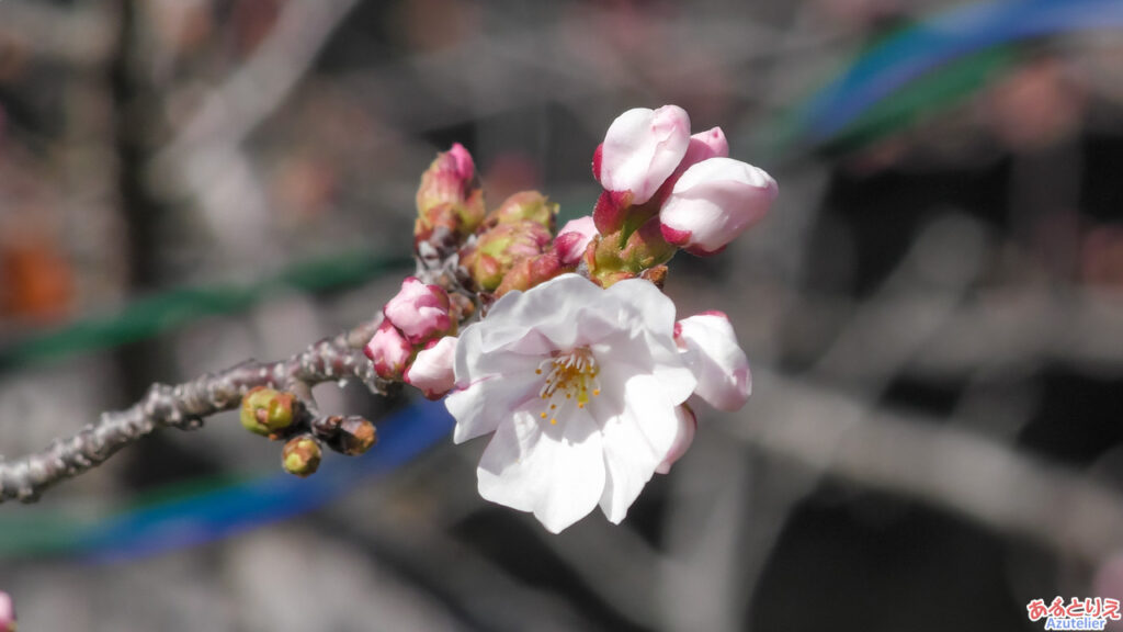 ソメイヨシノ開花(2026年3月15日)