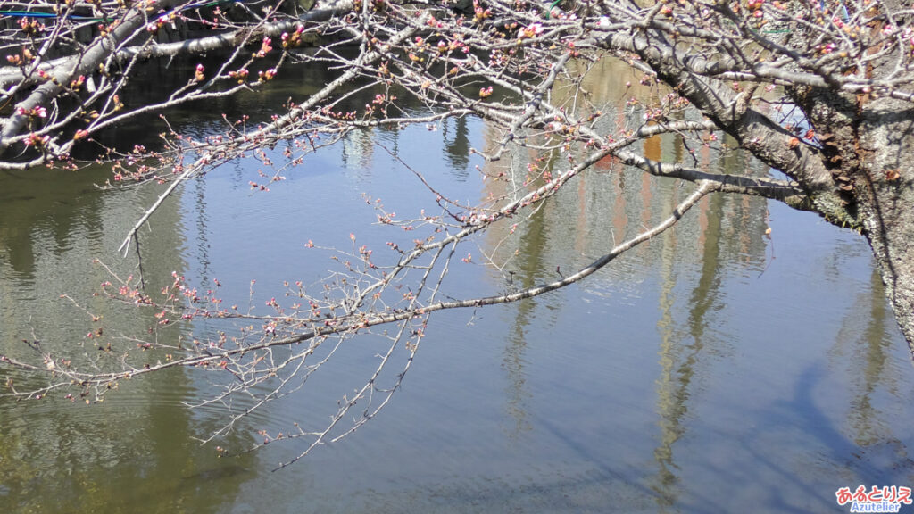 一番咲きの枝はこちら