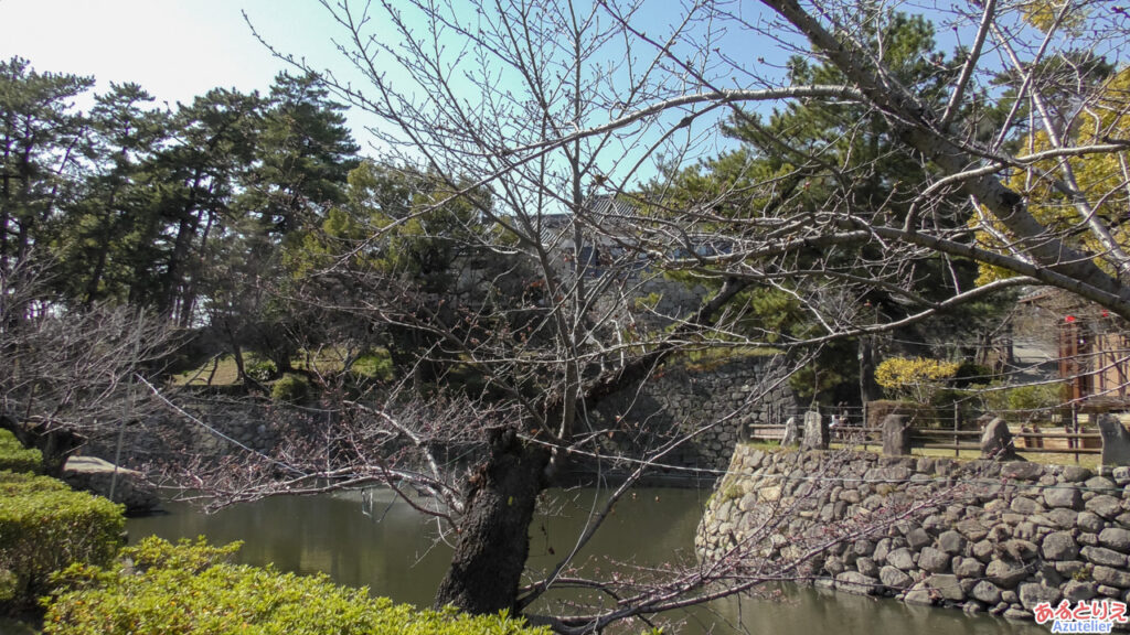 毎年一番咲きになる木