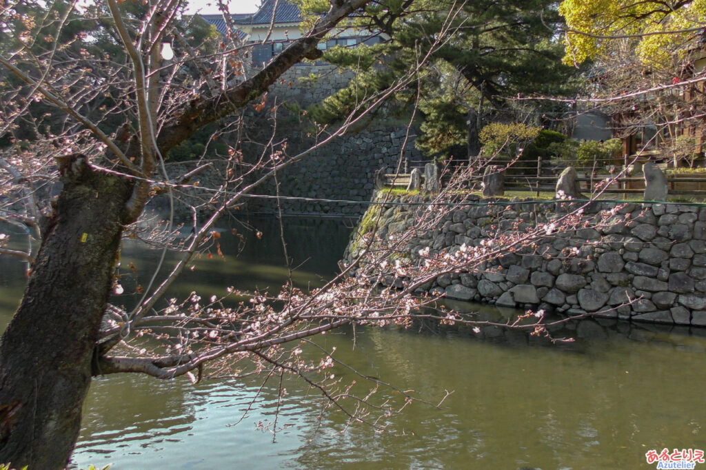 一番咲きになる桜(2026年3月17日現在)