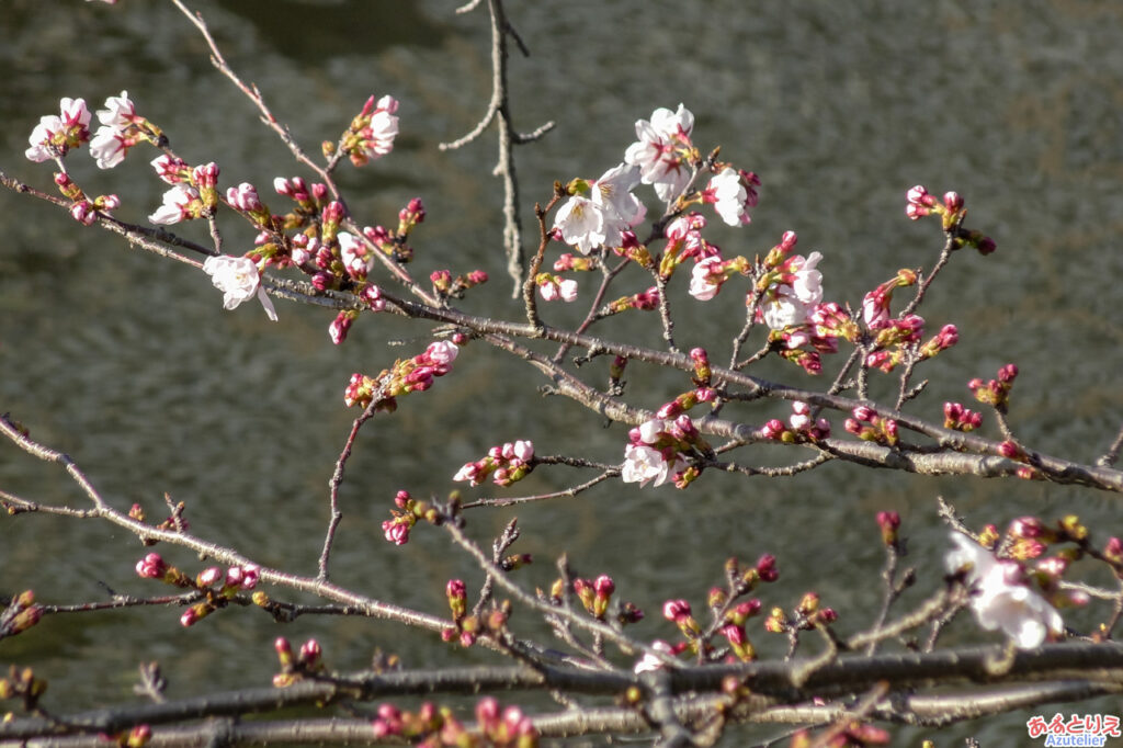 一番咲きになる桜(2026年3月17日現在)アップ