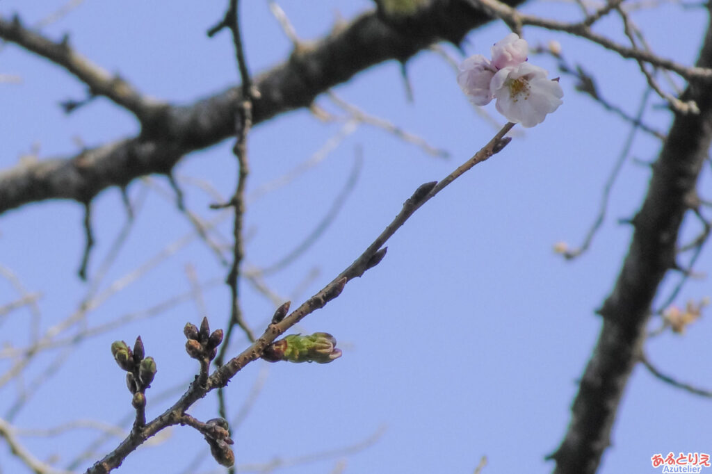 ソメイヨシノ(標本木)開花！